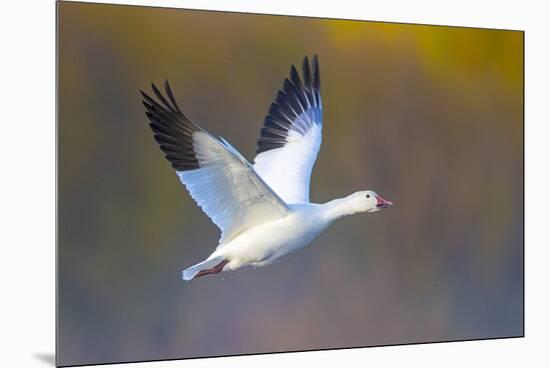 Snow goose (Anser caerulescens) during flight, Soccoro, New Mexico, USA-Panoramic Images-Mounted Premium Photographic Print