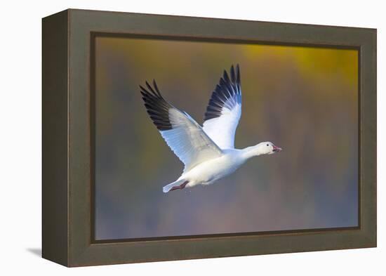 Snow goose (Anser caerulescens) during flight, Soccoro, New Mexico, USA-Panoramic Images-Framed Premier Image Canvas