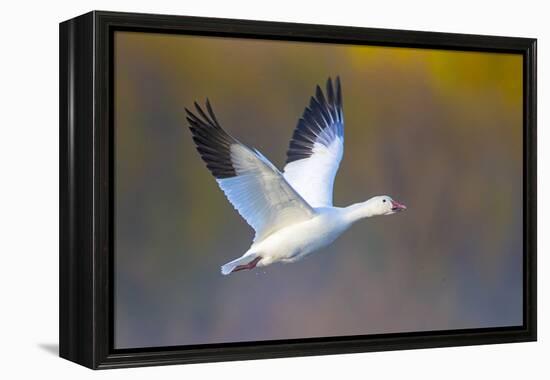Snow goose (Anser caerulescens) during flight, Soccoro, New Mexico, USA-Panoramic Images-Framed Premier Image Canvas