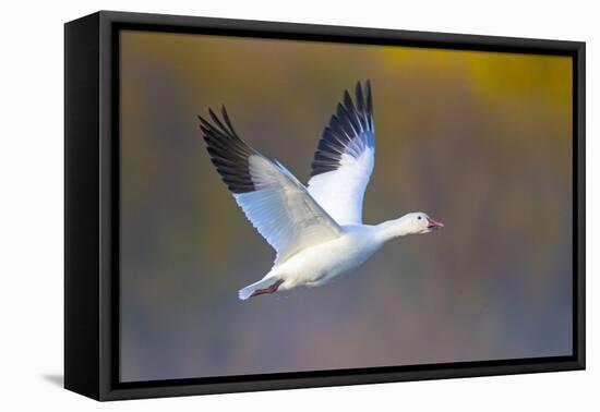 Snow goose (Anser caerulescens) during flight, Soccoro, New Mexico, USA-Panoramic Images-Framed Premier Image Canvas