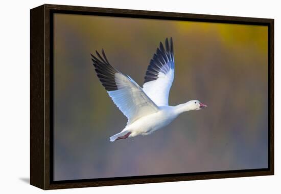 Snow goose (Anser caerulescens) during flight, Soccoro, New Mexico, USA-Panoramic Images-Framed Premier Image Canvas