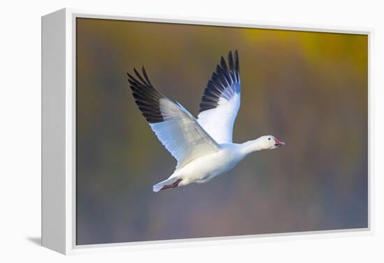 Snow goose (Anser caerulescens) during flight, Soccoro, New Mexico, USA-Panoramic Images-Framed Premier Image Canvas