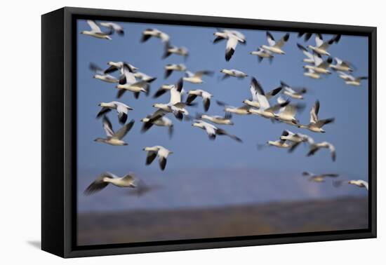 Snow Goose (Chen Caerulescens) Flock in Flight-James Hager-Framed Premier Image Canvas
