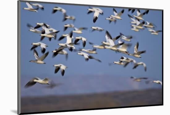 Snow Goose (Chen Caerulescens) Flock in Flight-James Hager-Mounted Photographic Print