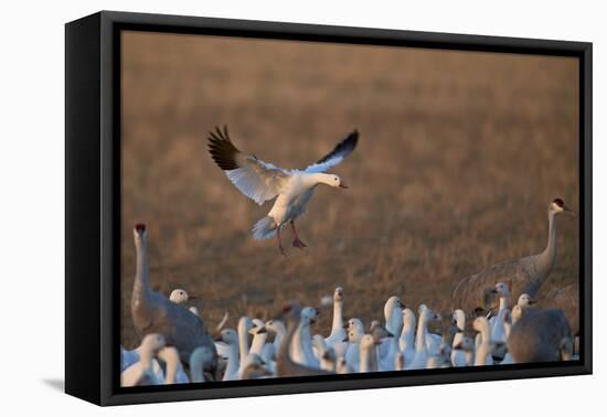 Snow Goose (Chen Caerulescens) Landing-James Hager-Framed Premier Image Canvas