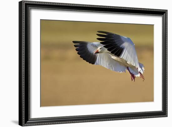 Snow Goose Landing, Bosque Del Apache NWR, New Mexico, USA-Larry Ditto-Framed Photographic Print