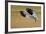 Snow Goose Landing, Bosque Del Apache NWR, New Mexico, USA-Larry Ditto-Framed Photographic Print