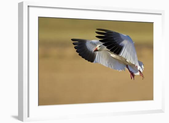 Snow Goose Landing, Bosque Del Apache NWR, New Mexico, USA-Larry Ditto-Framed Photographic Print