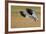 Snow Goose Landing, Bosque Del Apache NWR, New Mexico, USA-Larry Ditto-Framed Photographic Print