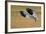 Snow Goose Landing, Bosque Del Apache NWR, New Mexico, USA-Larry Ditto-Framed Photographic Print