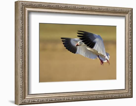 Snow Goose Landing, Bosque Del Apache NWR, New Mexico, USA-Larry Ditto-Framed Photographic Print