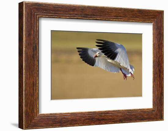 Snow Goose Landing, Bosque Del Apache NWR, New Mexico, USA-Larry Ditto-Framed Photographic Print