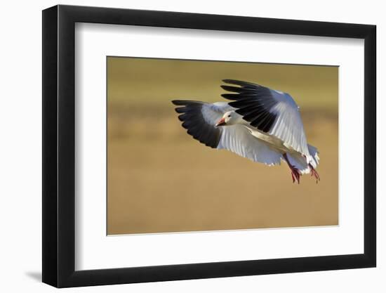 Snow Goose Landing, Bosque Del Apache NWR, New Mexico, USA-Larry Ditto-Framed Photographic Print