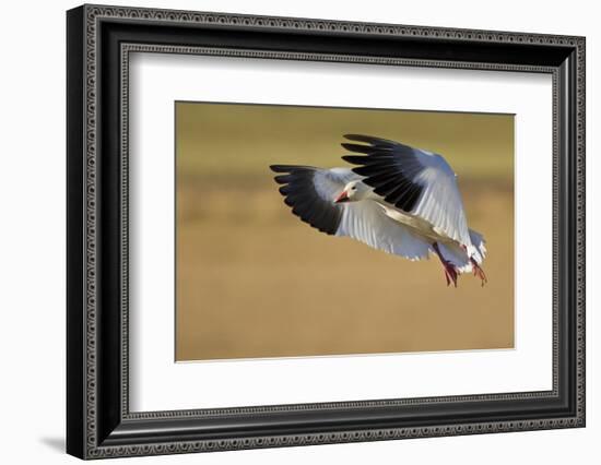 Snow Goose Landing, Bosque Del Apache NWR, New Mexico, USA-Larry Ditto-Framed Photographic Print