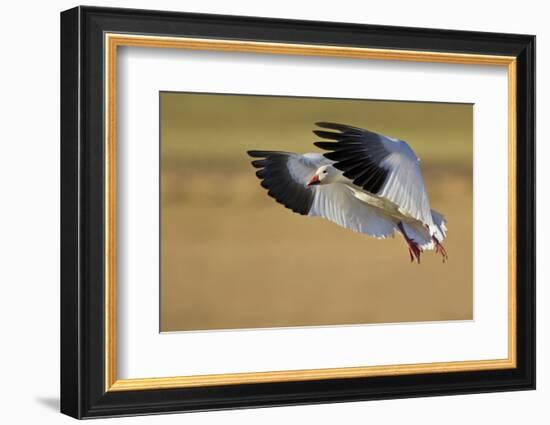 Snow Goose Landing, Bosque Del Apache NWR, New Mexico, USA-Larry Ditto-Framed Photographic Print