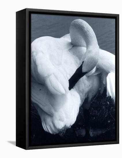 Snow Goose-Gordon Semmens-Framed Premier Image Canvas