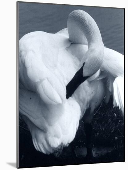 Snow Goose-Gordon Semmens-Mounted Photographic Print