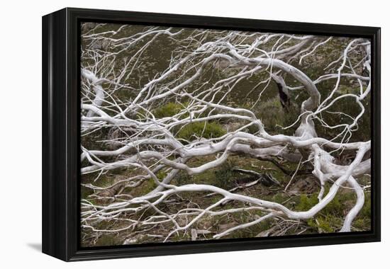 Snow Gum a Windswept and by Fire Damaged Snow-null-Framed Premier Image Canvas