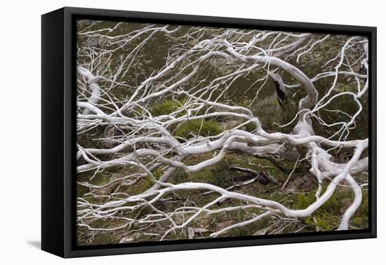 Snow Gum a Windswept and by Fire Damaged Snow-null-Framed Premier Image Canvas