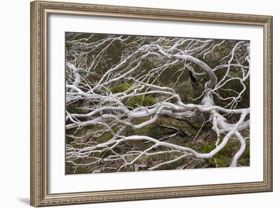 Snow Gum a Windswept and by Fire Damaged Snow-null-Framed Photographic Print