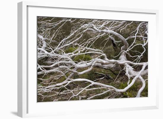 Snow Gum a Windswept and by Fire Damaged Snow-null-Framed Photographic Print