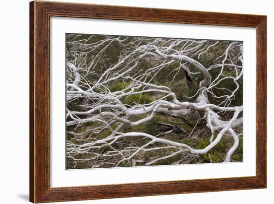 Snow Gum a Windswept and by Fire Damaged Snow-null-Framed Photographic Print