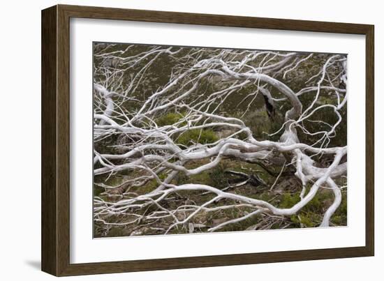 Snow Gum a Windswept and by Fire Damaged Snow-null-Framed Photographic Print