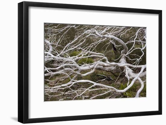 Snow Gum a Windswept and by Fire Damaged Snow-null-Framed Photographic Print