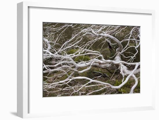 Snow Gum a Windswept and by Fire Damaged Snow-null-Framed Photographic Print