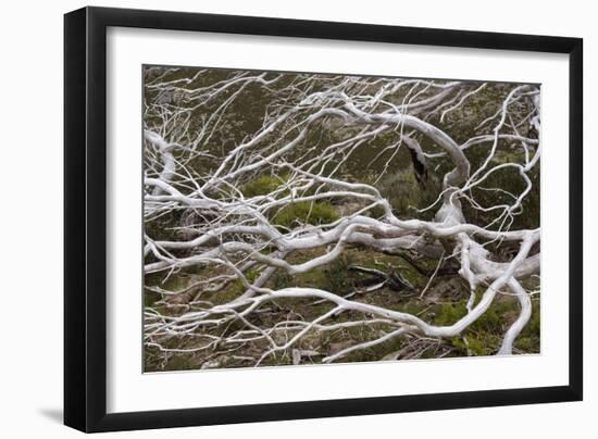 Snow Gum a Windswept and by Fire Damaged Snow-null-Framed Photographic Print