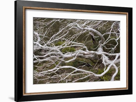 Snow Gum a Windswept and by Fire Damaged Snow-null-Framed Photographic Print