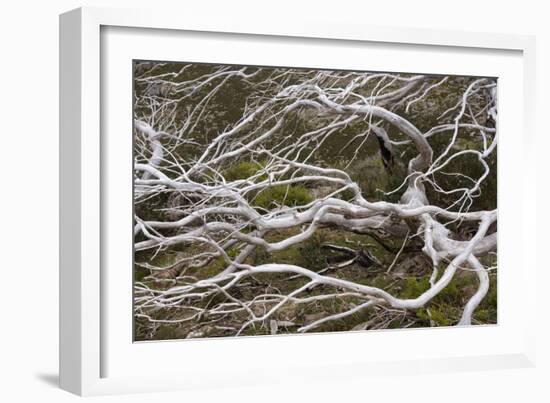 Snow Gum a Windswept and by Fire Damaged Snow-null-Framed Photographic Print