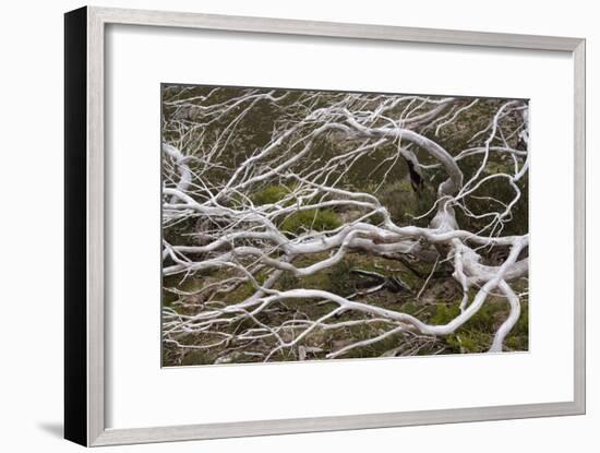 Snow Gum a Windswept and by Fire Damaged Snow-null-Framed Photographic Print