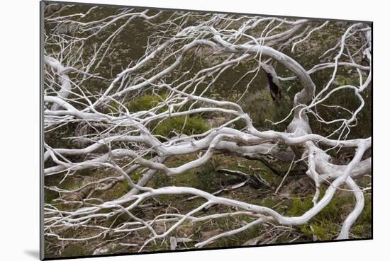 Snow Gum a Windswept and by Fire Damaged Snow-null-Mounted Photographic Print