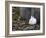 Snow Hare, Lepus Americanus, Churchill, Manitoba, Canada-Thorsten Milse-Framed Photographic Print