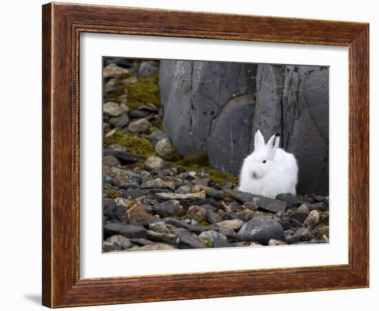 Snow Hare, Lepus Americanus, Churchill, Manitoba, Canada-Thorsten Milse-Framed Photographic Print