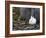 Snow Hare, Lepus Americanus, Churchill, Manitoba, Canada-Thorsten Milse-Framed Photographic Print