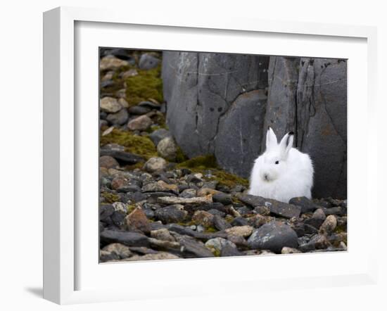 Snow Hare, Lepus Americanus, Churchill, Manitoba, Canada-Thorsten Milse-Framed Photographic Print