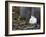 Snow Hare, Lepus Americanus, Churchill, Manitoba, Canada-Thorsten Milse-Framed Photographic Print