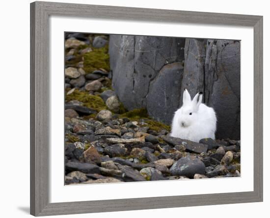 Snow Hare, Lepus Americanus, Churchill, Manitoba, Canada-Thorsten Milse-Framed Photographic Print