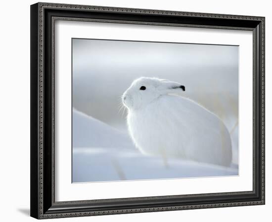 Snow Hare (Lepus Americanus), Churchill, Manitoba, Canada-Thorsten Milse-Framed Photographic Print