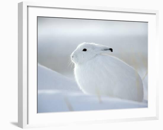 Snow Hare (Lepus Americanus), Churchill, Manitoba, Canada-Thorsten Milse-Framed Photographic Print