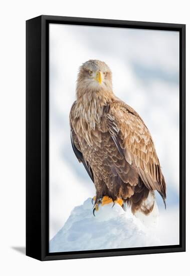 Snow Hawk-Howard Ruby-Framed Premier Image Canvas