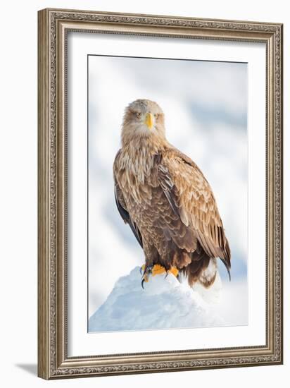 Snow Hawk-Howard Ruby-Framed Photographic Print