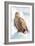 Snow Hawk-Howard Ruby-Framed Photographic Print