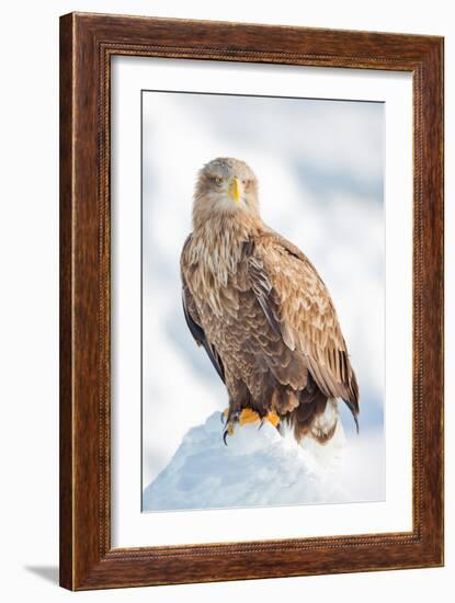 Snow Hawk-Howard Ruby-Framed Photographic Print