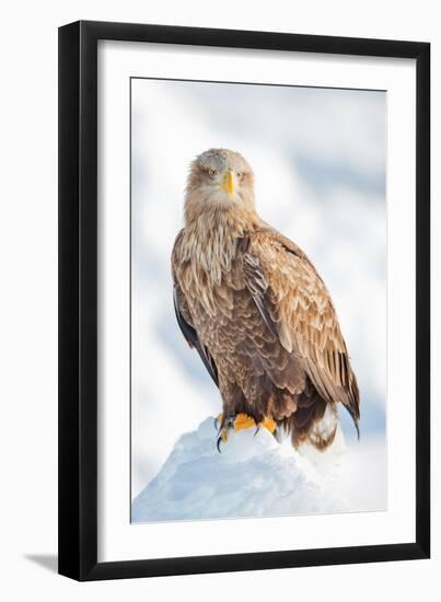 Snow Hawk-Howard Ruby-Framed Photographic Print