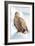 Snow Hawk-Howard Ruby-Framed Photographic Print