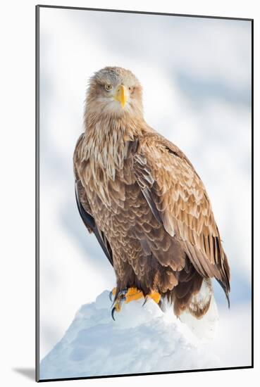 Snow Hawk-Howard Ruby-Mounted Photographic Print