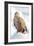 Snow Hawk-Howard Ruby-Framed Photographic Print